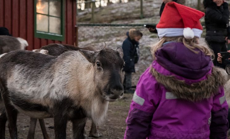 Möt tomtens renar under Djurens Jul i Skånes Djurpark