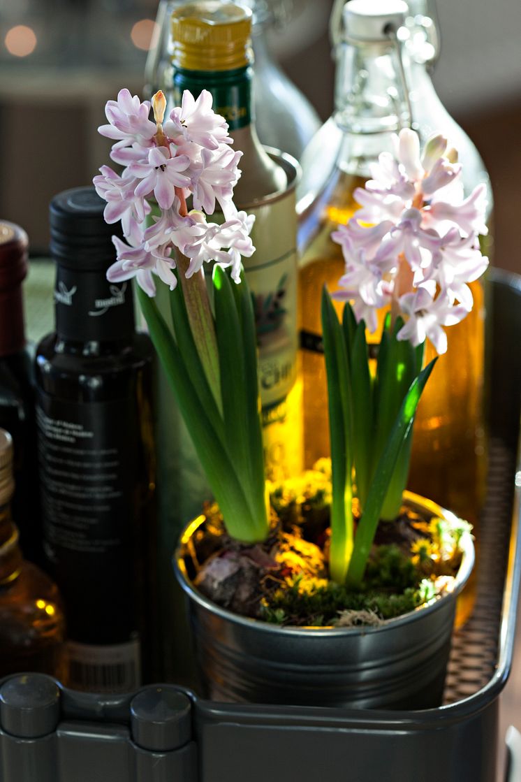 Hyacinter i köket