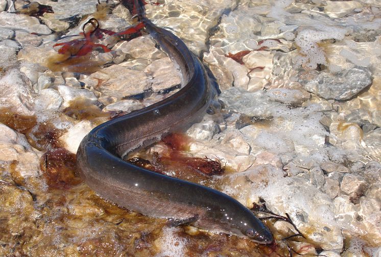 HaV föreslår fortsatt fiskestopp för att skydda den hotade ålen