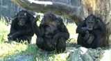 Schimpansfödsel 080605