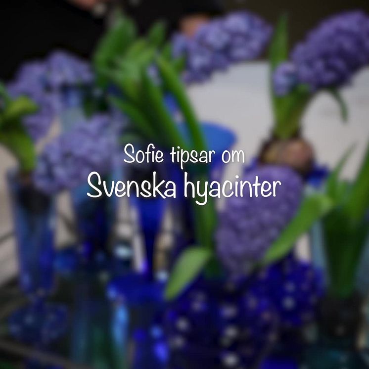 Hyacinter i vas - tips från florist Sofie Danielsson Söhr
