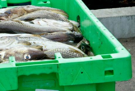 EU-beslut om fiskekvoter för 2015 –  ökat kräftfiske i Skagerrak och Kattegatt