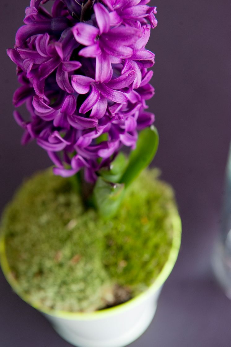 Lila hyacint 
