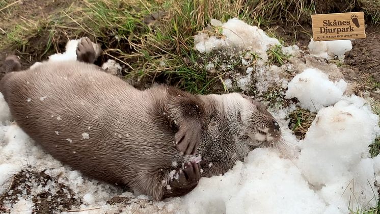 Skånes Djurpark levererar snö till djuren