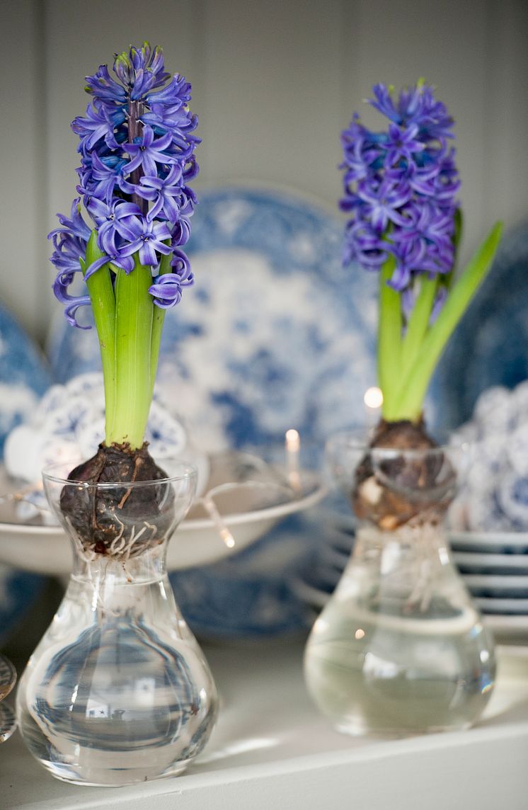 Blå hyacinter i glasvas