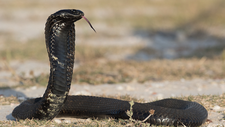 Black-necked spitting cobra - MND