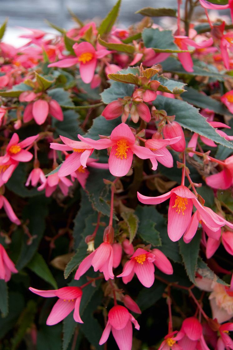 Begonia Mistral Pink