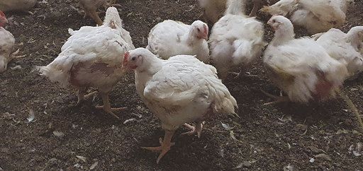 Äldre vita kycklingar