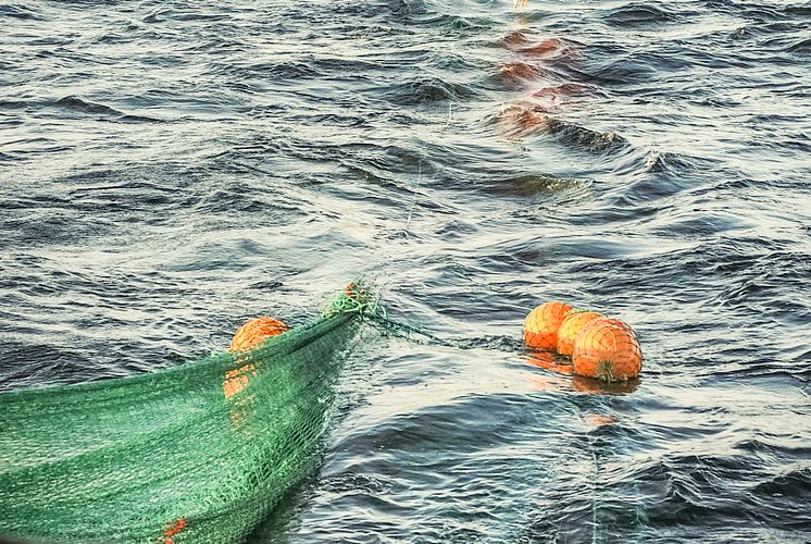 Minskade kvoter för torskfisket men ökade kvoter för sillfisket i Östersjön