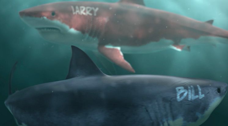 3D images of sharks "Bill" (Gates) and "Larry" (Ellison)