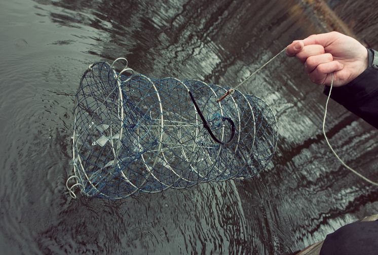 HaV-förslag till nya regler för ett fortsatt fiske av signalkräfta i Sverige