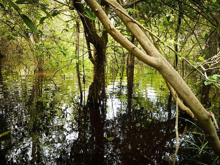 Katingan Mentaya – ett skogsskyddsprojekt på Borneo.