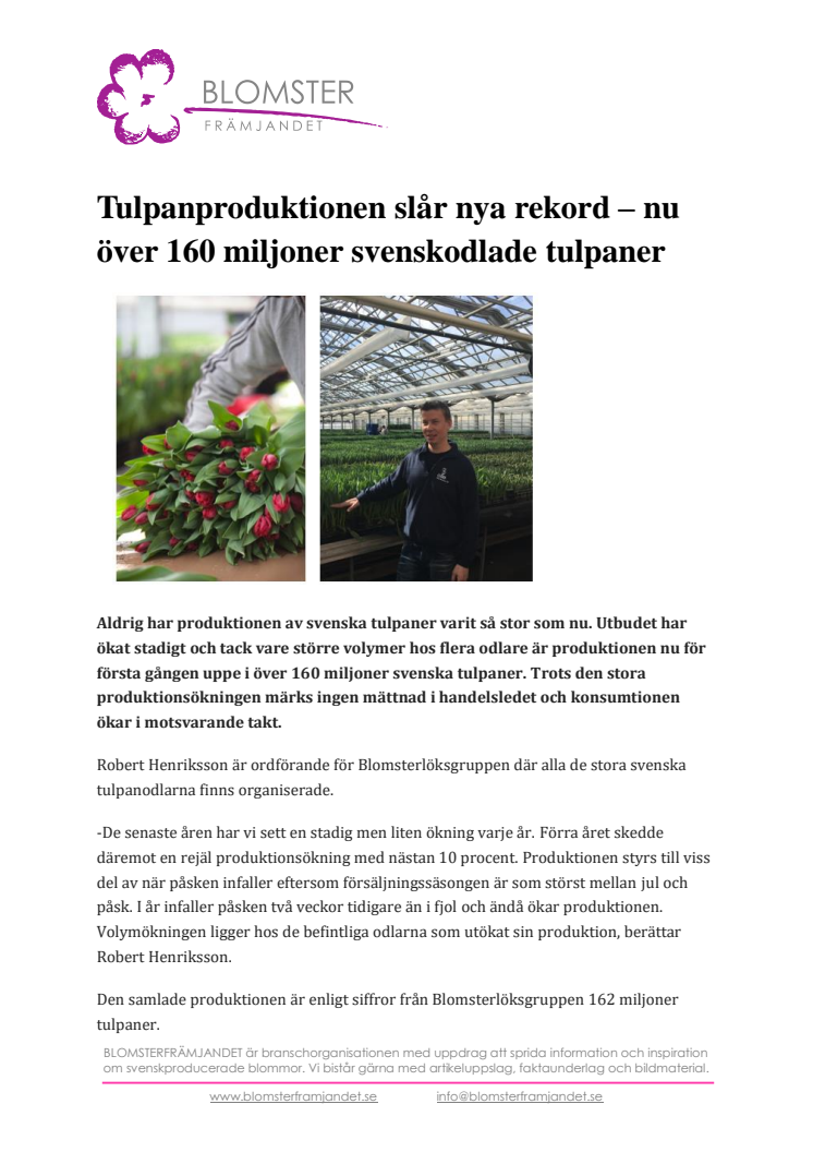 Tulpanproduktionen slår nya rekord - nu över 160 miljoner svenskodlade tulpaner