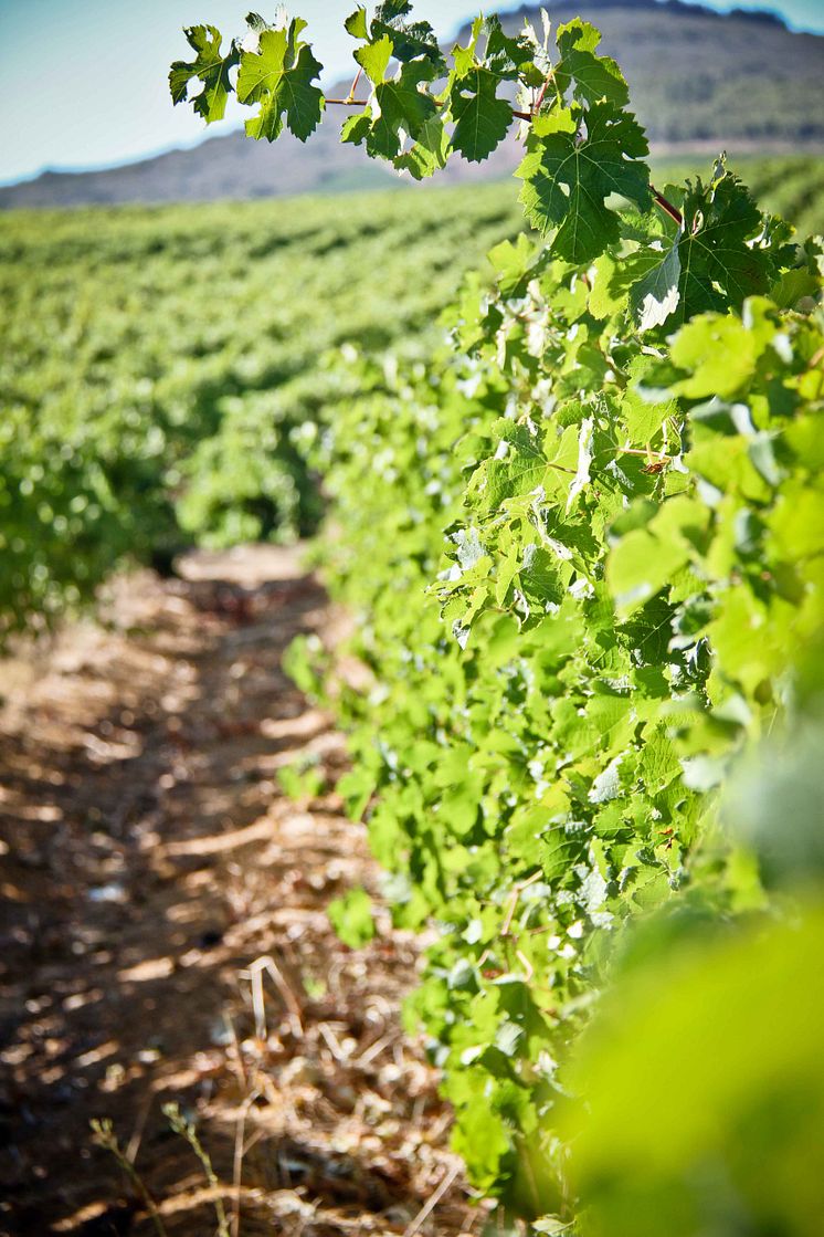 KWV vineyard