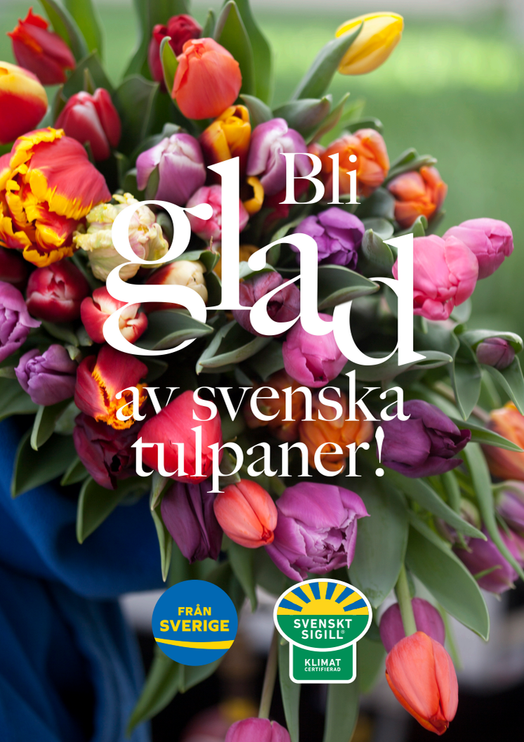 Bli glad av svenska tulpaner 2021 - A4 poster för egen utskrift