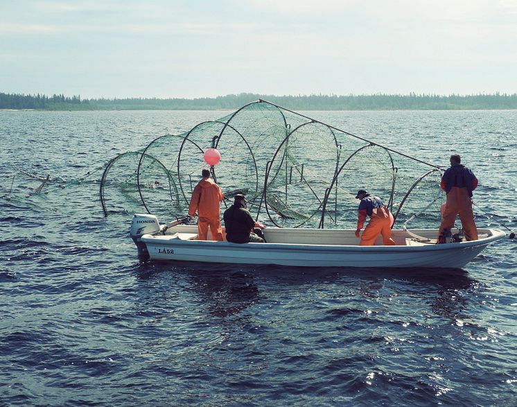 HaV ger 3,7 miljoner till redskap som skyddar fisken från sälskador