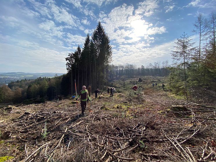 BPW pflanzt mehr als 30.000 Bäume im Bergischen Land