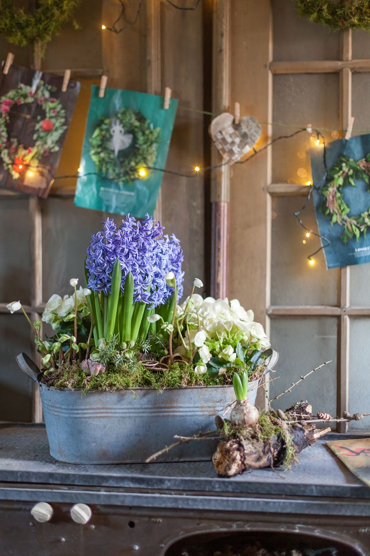 Julinspiration med svenska hyacinter