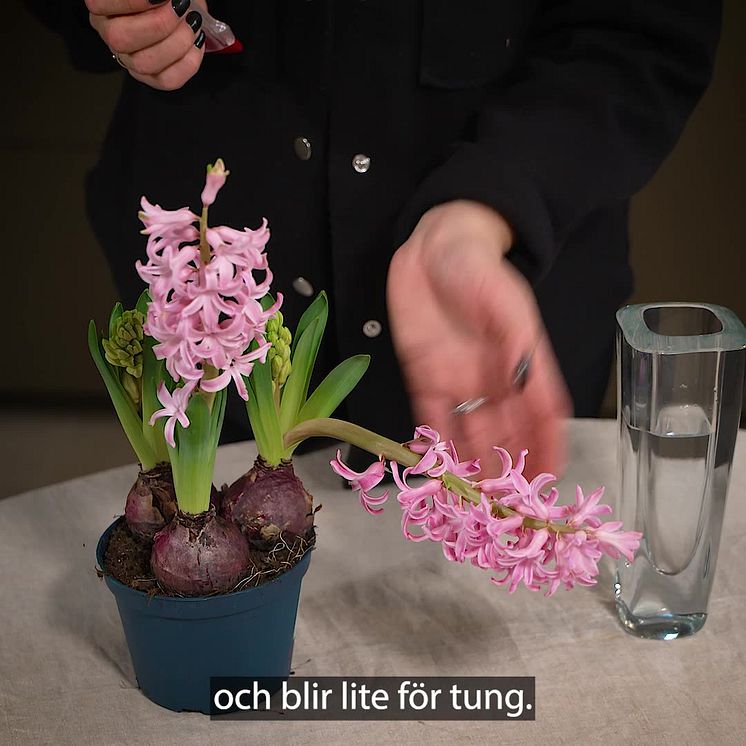 Vad gör jag om hyacinten välter?
