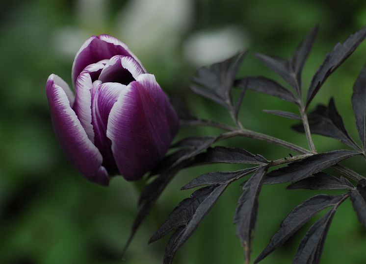 Triumftulpan, Tulipa gesneriana (Triumph-Gruppen) 'Arabian Mystery'