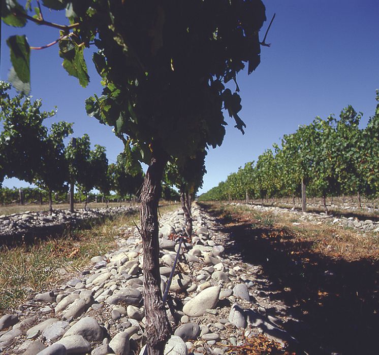 stones in vineyard