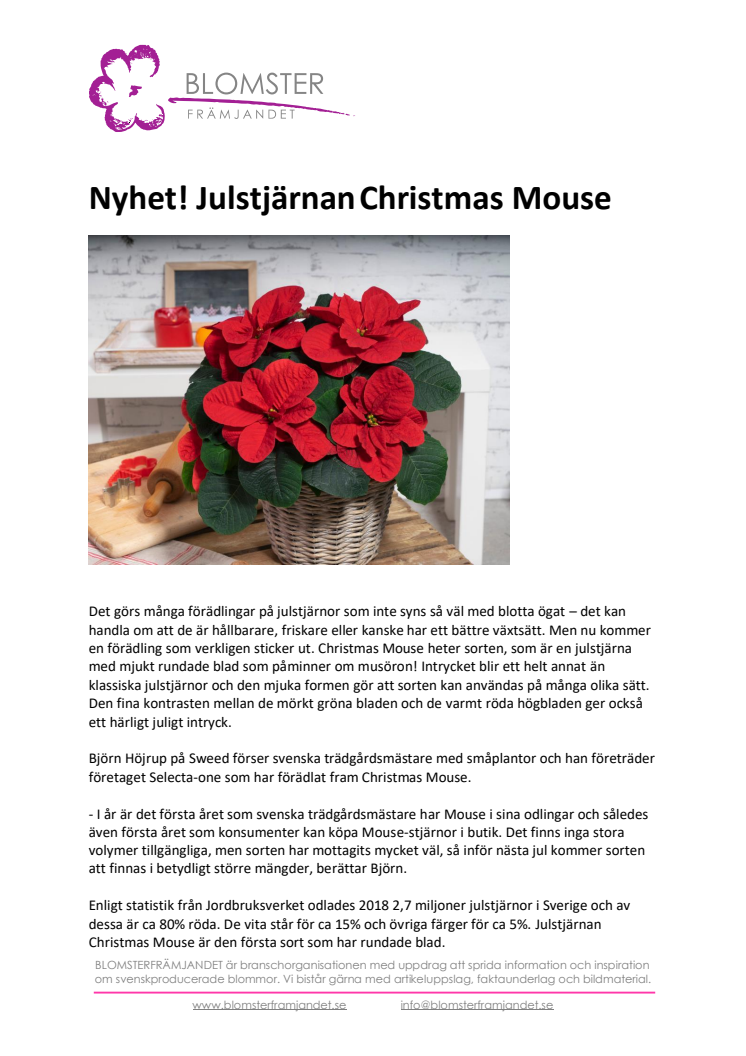 Nyhet! Julstjärnan Christmas Mouse