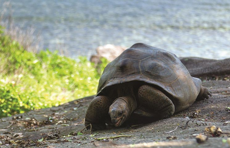 Seychelles - Giant Land Tortoise (landscape)