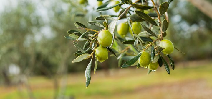Was ist eigentlich Olivenöl?