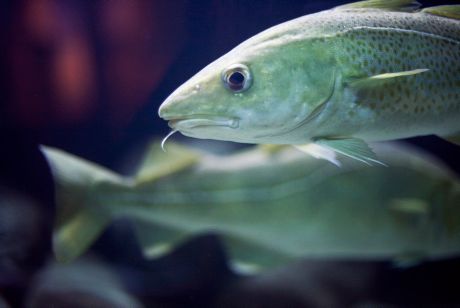 Havs- och vattenmyndigheten ger ut föreskrift med miljökvalitetsnormer för fisk