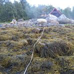 I felt for overvåking av makroalger i Finnmark