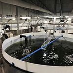 Akvaplan-niva tilbyr rømmingsteknisk rapport for landbaserte akvakulturanlegg