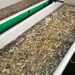 Lumpfish breeding to ease pressure on wild lumpfish stocks