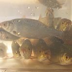 Fremmede ferskvannsfisk: Miljø-DNA i overvåking 