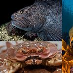 Tre spennende marine arter i fokus ved Akvaplan-niva 