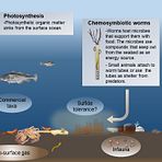 Hydrocarbon seeps fuel biological production in the Arctic Ocean