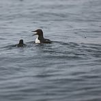 The elusive and unique swimming migration of young guillemots