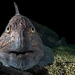 The spotted wolffish – intimidating but delicious