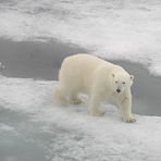 Akvaplan-niva leading new project on Polar Front ecology
