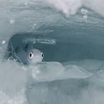 Er sjøis viktig for polartorsk?