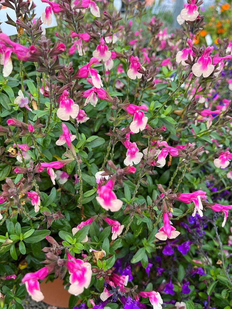 Salvia greggi ’Mirage’ Rose Bicolor