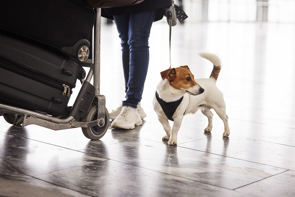 Hund på flyplass i bånd med eier