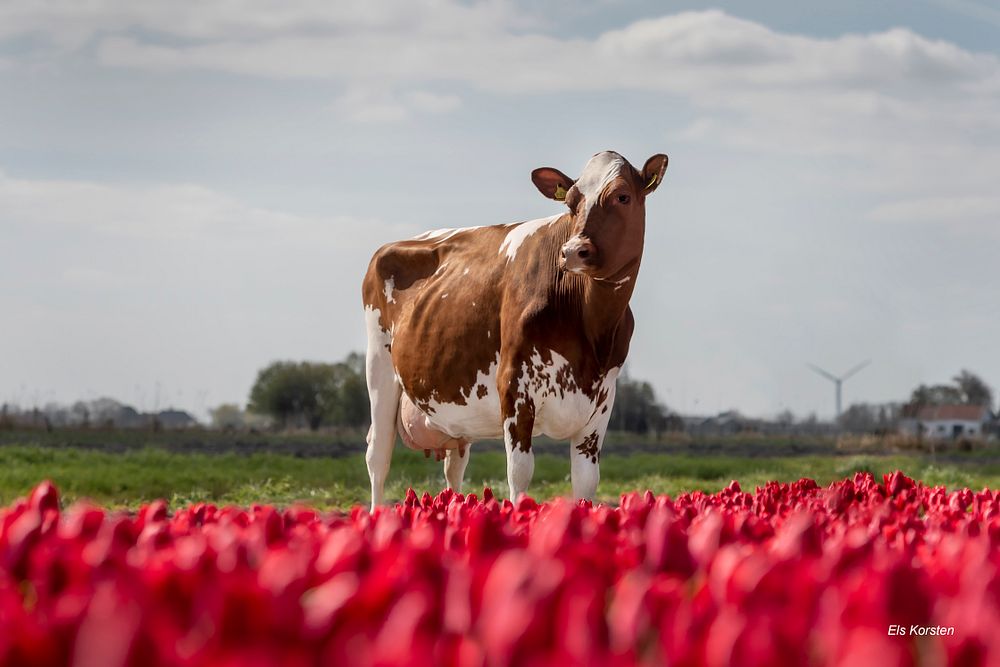 Norwegian Red x Holstein crossbred in the Netherlands. Photo: Els Korsten