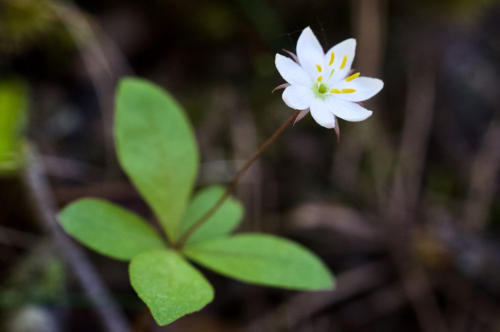 'Chickweed-wintergreen or Lysimachia europaea. (Photo credit Dr Alistair Auffret).
