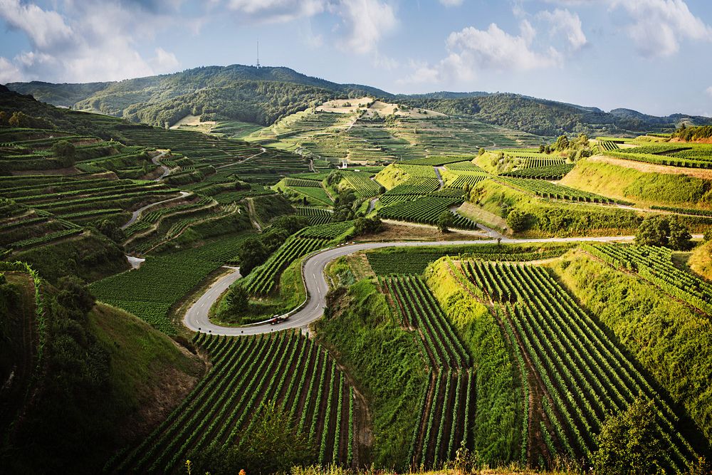 Vinregionen i Baden: Kaiserstuhl © Deutsches Weininstitut GmbH