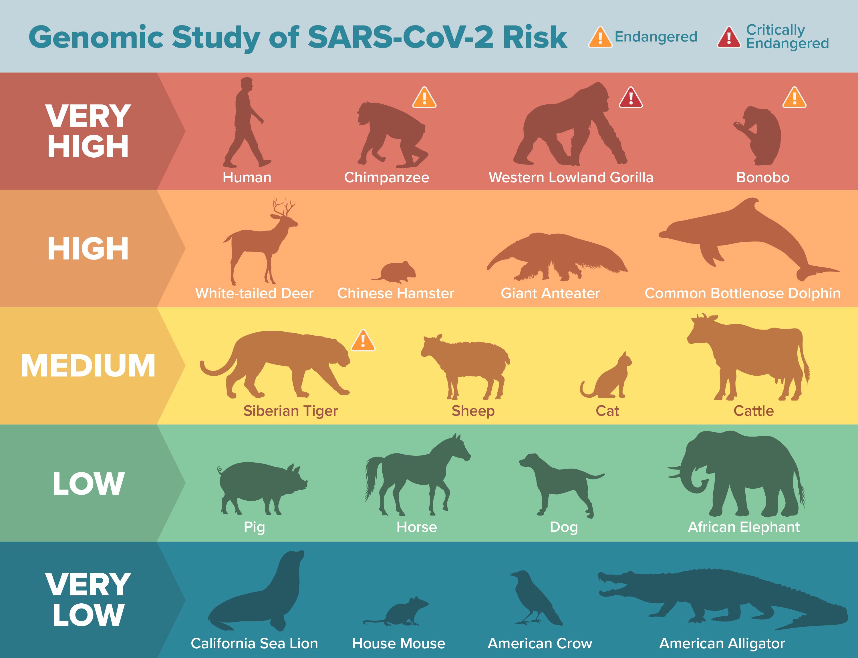 GEnomic Study of SARS-CoV-2 Risk