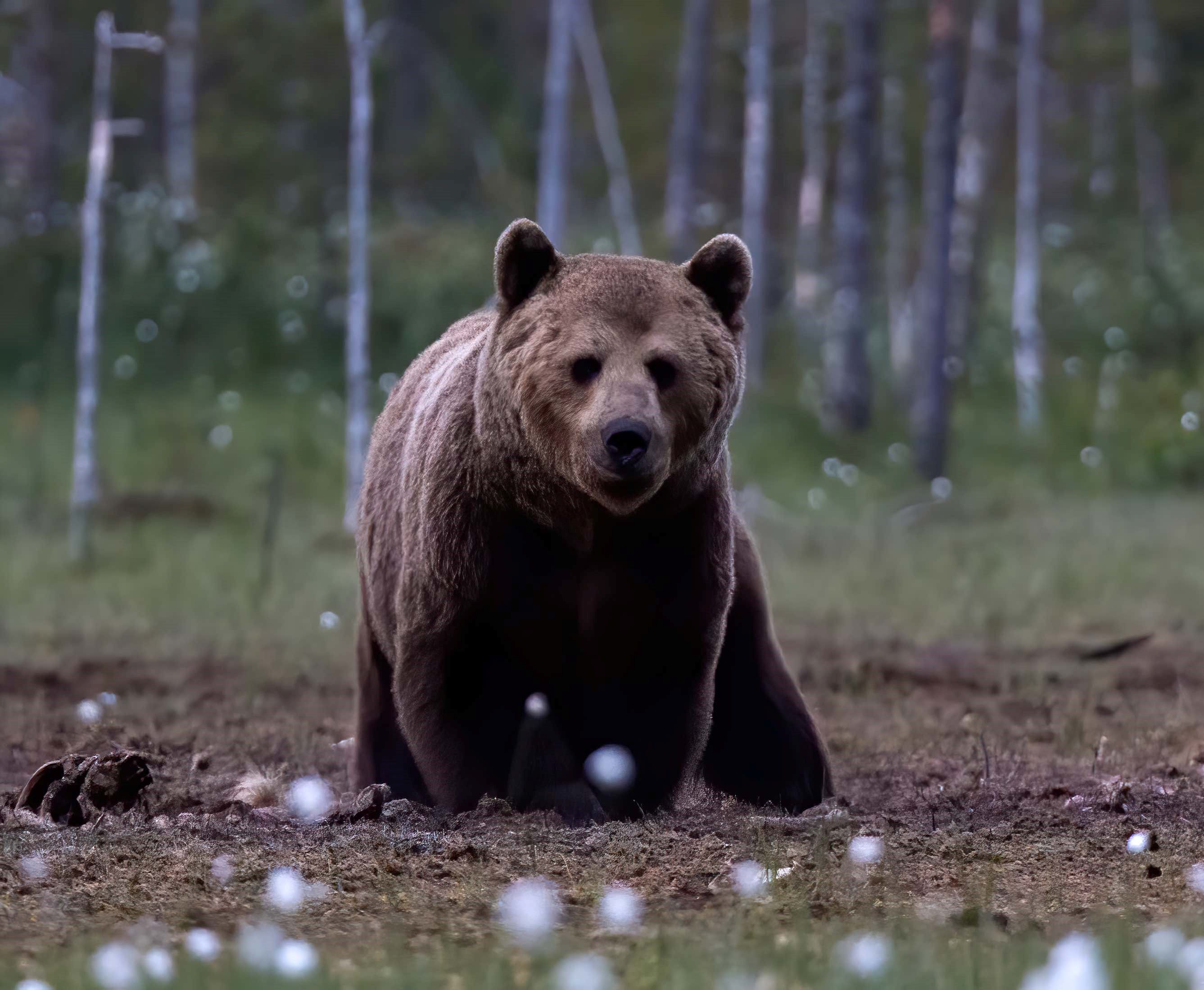 Skandinavisk brunbjörn