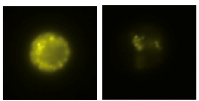 Isolated mast cell progenitor before and after IgE-crosslinking