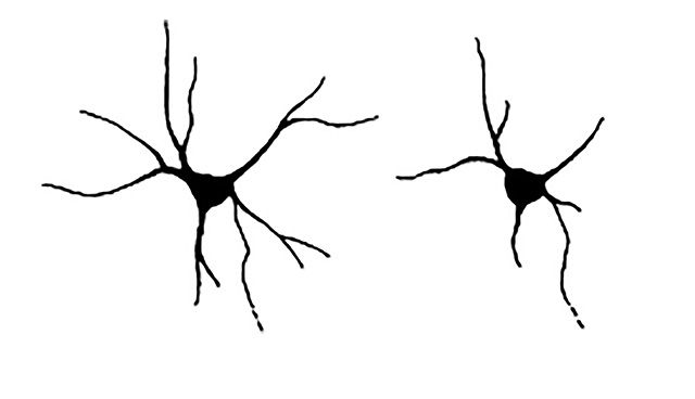 En normalt utvecklad nervcell och en som saknar neurochondrin