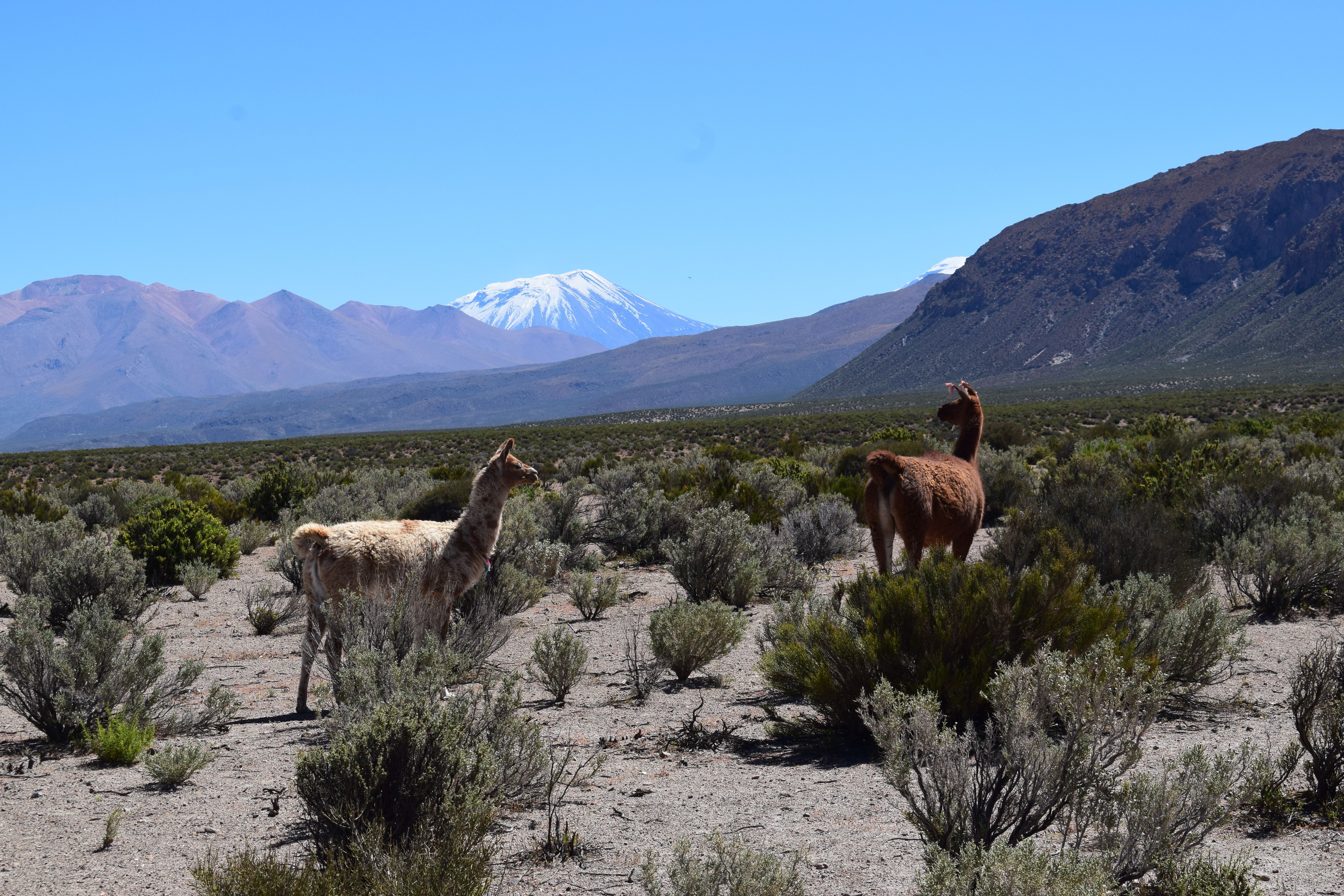 Llamas walking on magma reservoar