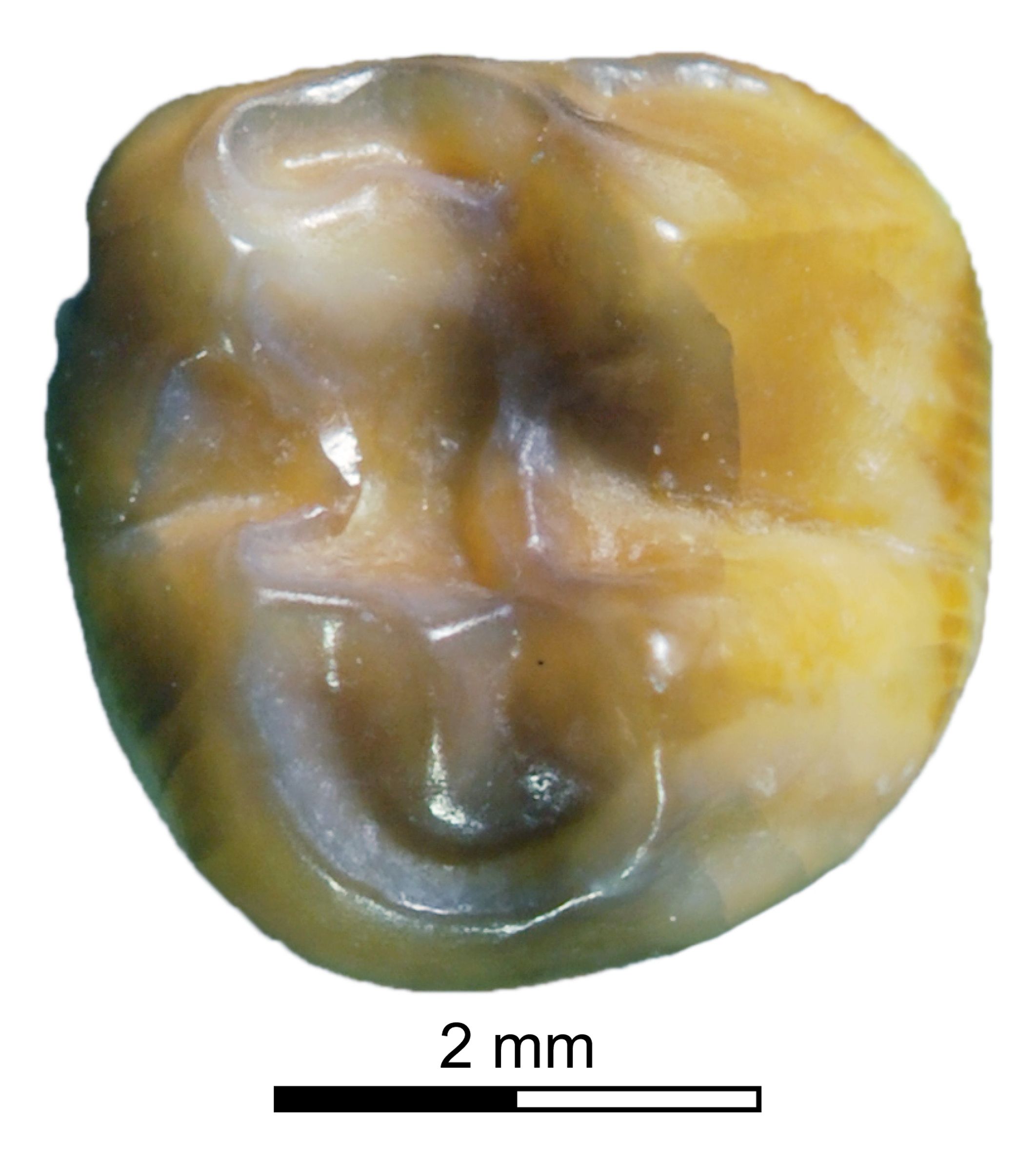 Palaeopotorous molar tooth